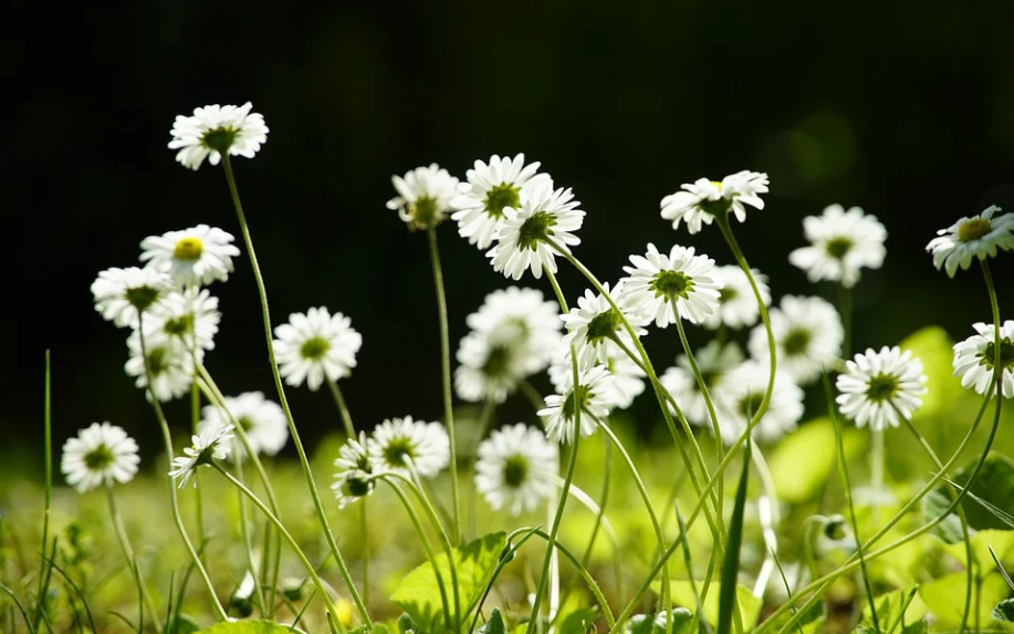 高清无损图片转PDF怎么转